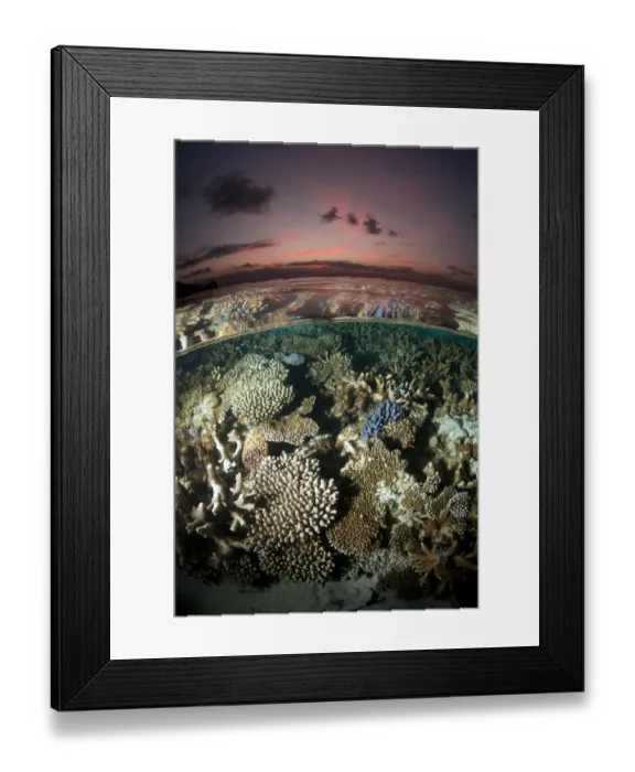 Framed Print : Reef under the surface of shallow waters, at sunset, covered with hard corals, Brush Coral
