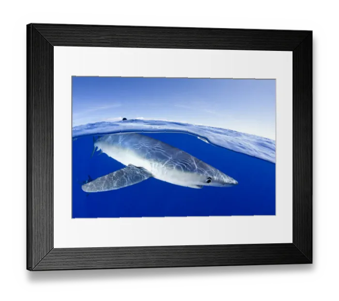 Framed Print : Split image of Blue shark (Prionace glauca) close to the surface, Pico Island, Azores