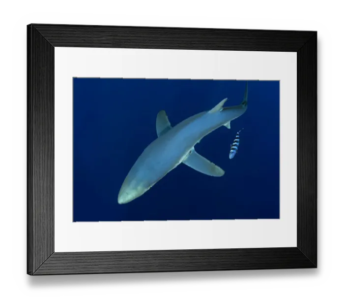Framed Print : Blue shark (Prionace glauca) Pico Island, Azores, Portugal, Atlantic Ocean, July Framed Print : Blue shark (Prionace glauca) Pico Island, Azores, Portugal, Atlantic Ocean, July