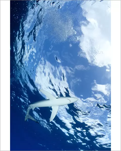 Blue shark (Prionace glauca) viewed from below, with Snells window effect, Pico Island