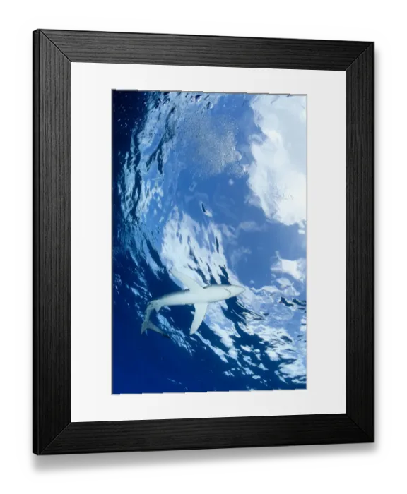 Framed Print : Blue shark (Prionace glauca) viewed from below, with Snells window effect, Pico Island Framed Print : Blue shark (Prionace glauca) viewed from below, with Snells window effect, Pico Island