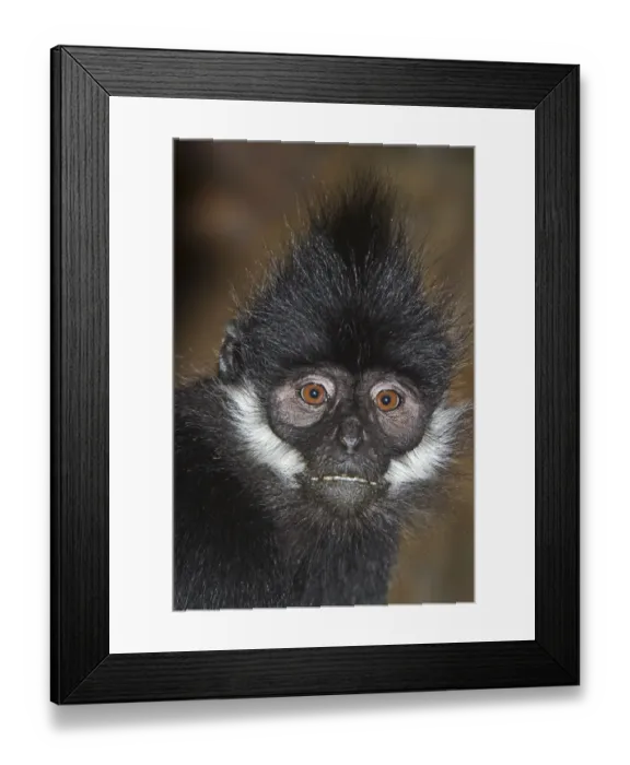 Framed Print : Francois Langur (Trachypithecus francoisi) captive from Southern China and NE Vietnam Framed Print : Francois Langur (Trachypithecus francoisi) captive from Southern China and NE Vietnam