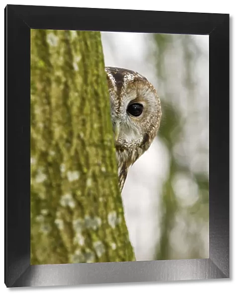 Tawny Owl (Strix aluco) adult female hiding behind tree trunk, trained bird, Somerset