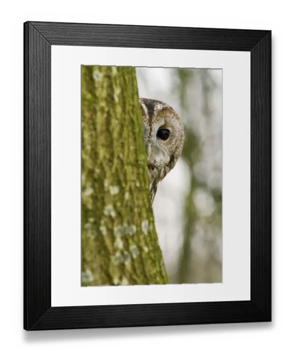 Framed Print : Tawny Owl (Strix aluco) adult female hiding behind tree trunk, trained bird, Somerset Framed Print : Tawny Owl (Strix aluco) adult female hiding behind tree trunk, trained bird, Somerset
