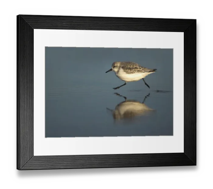 Framed Print : Sanderling (Calidris alba) running on the tideline, Snettisham, Norfolk, December Framed Print : Sanderling (Calidris alba) running on the tideline, Snettisham, Norfolk, December