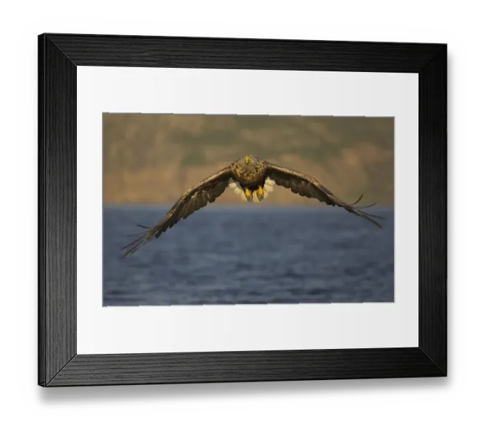 Framed Print : White tailed Sea Eagle (Haliaeetus albicilla) in flight, Norway, July Framed Print : White tailed Sea Eagle (Haliaeetus albicilla) in flight, Norway, July