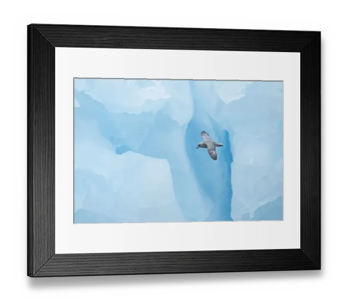 Framed Print : Fulmer (Fulmras glacialis) in flight near blue glacier, Svalbard, July Framed Print : Fulmer (Fulmras glacialis) in flight near blue glacier, Svalbard, July