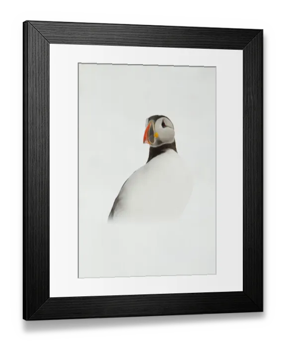 Framed Print : Atlantic Puffin (Fratercula arctica) resting on a snow bank, Isle of Hornoya, Varanger