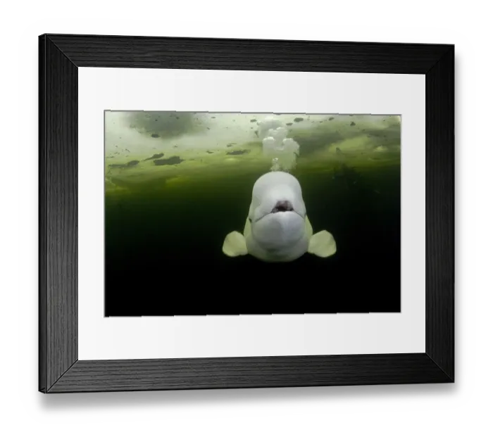 Framed Print : Beluga whale (Delphinapterus leucas) swimming under ice and exhaling air, with scuba Framed Print : Beluga whale (Delphinapterus leucas) swimming under ice and exhaling air, with scuba