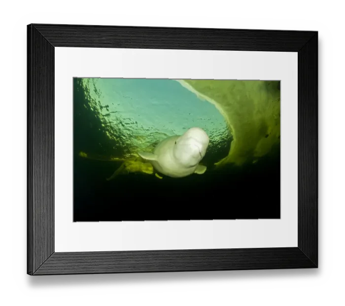 Framed Print : Beluga whale (Delphinapterus leucas) swimming under ice, Arctic circle Dive Center Framed Print : Beluga whale (Delphinapterus leucas) swimming under ice, Arctic circle Dive Center