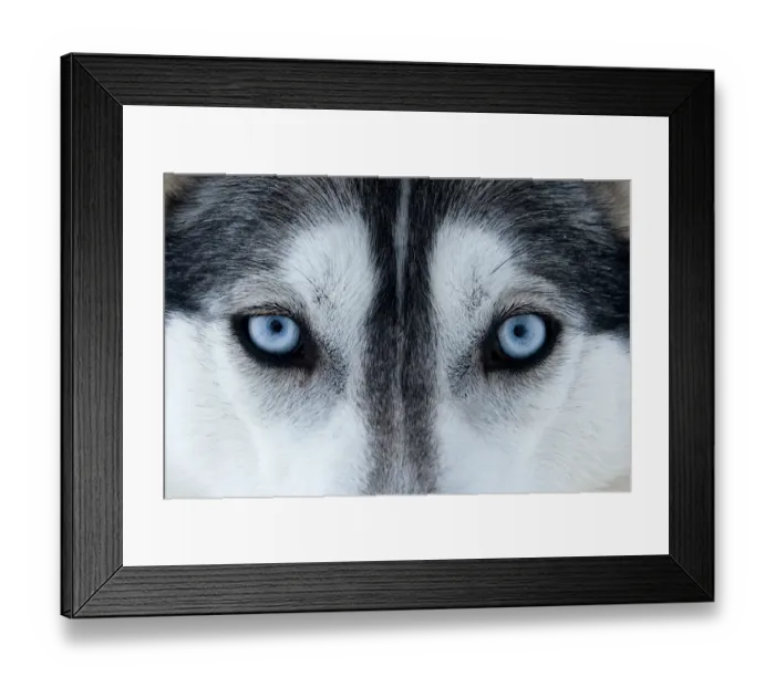 Framed Print : Portrait of Siberian Husky dog face used as sled dogs inside Riisitunturi National Park