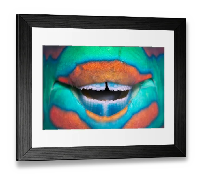 Framed Print : Bridled parrotfish (Scarus frenatus) clownish grin reveals its power tools: grinding Framed Print : Bridled parrotfish (Scarus frenatus) clownish grin reveals its power tools: grinding