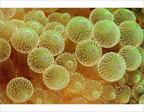 Bulb tentacle sea anemone (Entacmaea quadricolor) close up detail, Maldives, Indian Ocean