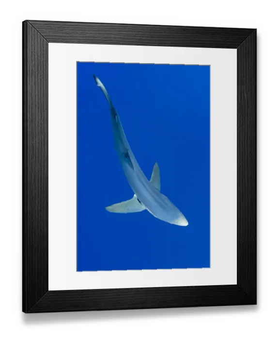 Framed Print : Great Blue shark (Prionace glauca) viewed from above, Pico Island, Azores, Portugal Framed Print : Great Blue shark (Prionace glauca) viewed from above, Pico Island, Azores, Portugal