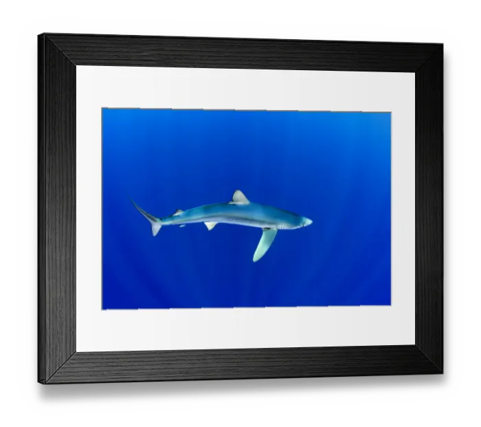 Framed Print : Great Blue shark (Prionace glauca) profile portrait viewed from slightly above, Pico Island Framed Print : Great Blue shark (Prionace glauca) profile portrait viewed from slightly above, Pico Island