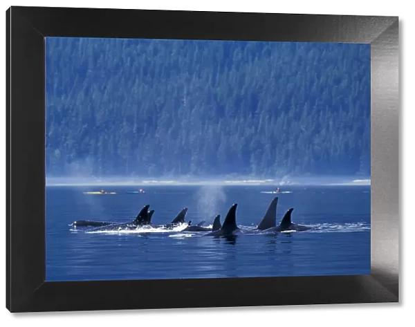 Killer whales (Orcinus orca) off the coast of British Columbia, North Pacific Ocean
