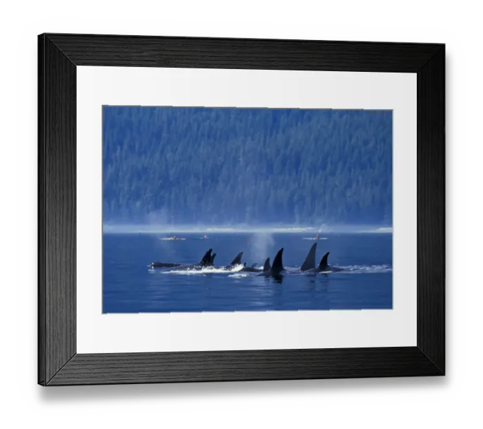 Framed Print : Killer whales (Orcinus orca) off the coast of British Columbia, North Pacific Ocean Framed Print : Killer whales (Orcinus orca) off the coast of British Columbia, North Pacific Ocean