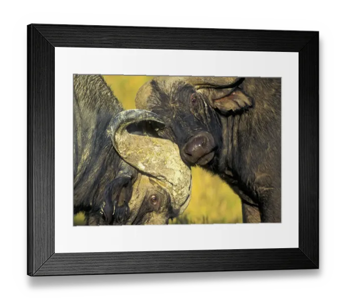 Framed Print : African Buffalo (Syncerus caffer) males fighting, Nakuru National park, Kenya Framed Print : African Buffalo (Syncerus caffer) males fighting, Nakuru National park, Kenya