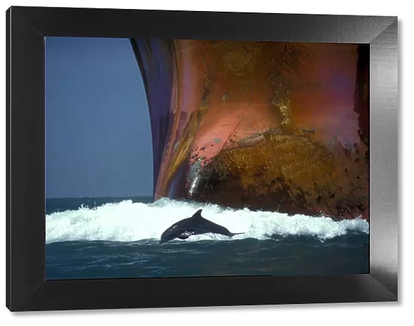 Bottlenose dolphin (Tursiops truncatus) playing in the waves of an oil tanker, Port Aransas