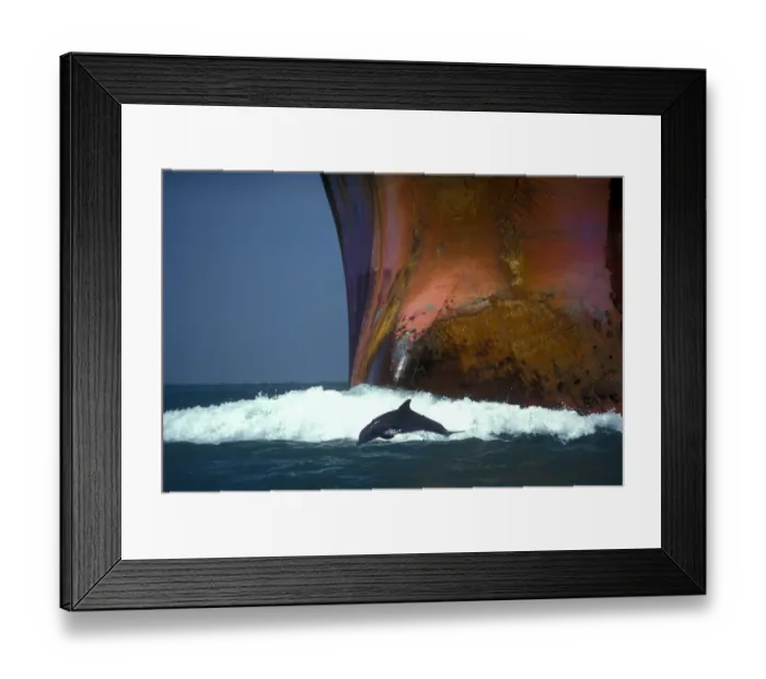 Framed Print : Bottlenose dolphin (Tursiops truncatus) playing in the waves of an oil tanker, Port Aransas Framed Print : Bottlenose dolphin (Tursiops truncatus) playing in the waves of an oil tanker, Port Aransas