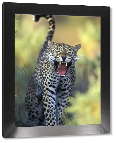 Leopard (Panthera pardus) female yawning, Samburu game reserve, Kenya
