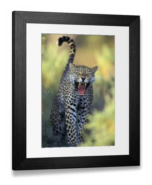 Framed Print : Leopard (Panthera pardus) female yawning, Samburu game reserve, Kenya Framed Print : Leopard (Panthera pardus) female yawning, Samburu game reserve, Kenya