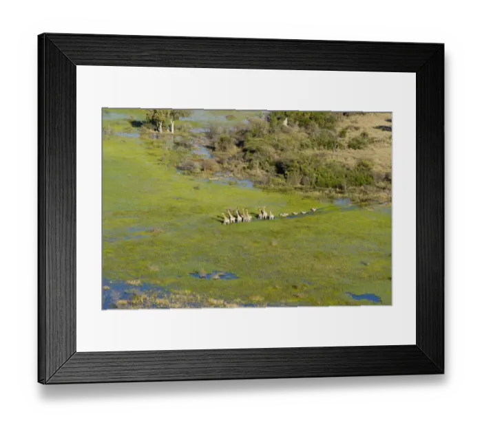 Framed Print : Herd of Southern giraffes (Giraffa camelopardalis giraffa) and Burchells zebras Framed Print : Herd of Southern giraffes (Giraffa camelopardalis giraffa) and Burchells zebras