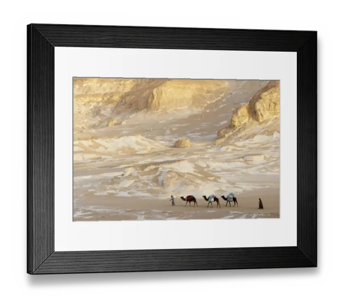 Framed Print : People trekking with Dromedary camels (Camelus dromedarius) through chalk rock formations Framed Print : People trekking with Dromedary camels (Camelus dromedarius) through chalk rock formations