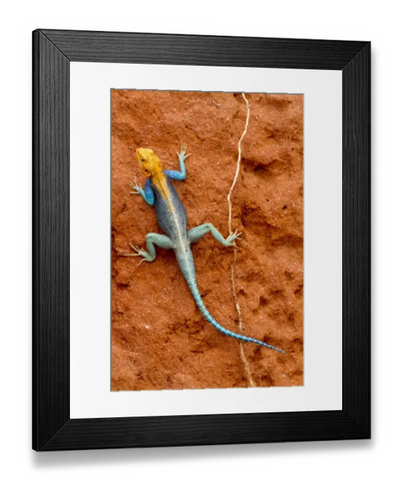 Framed Print : Agama (Agama agama) male, Tsavo East National Park, Kenya Framed Print : Agama (Agama agama) male, Tsavo East National Park, Kenya