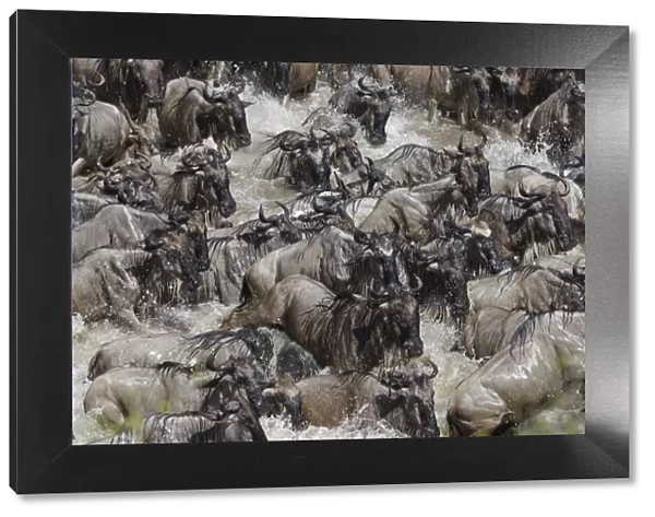 Wildebeest (Connochaetes taurinus) migration, herd crossing the Mara river, Masai-Mara Game Reserve