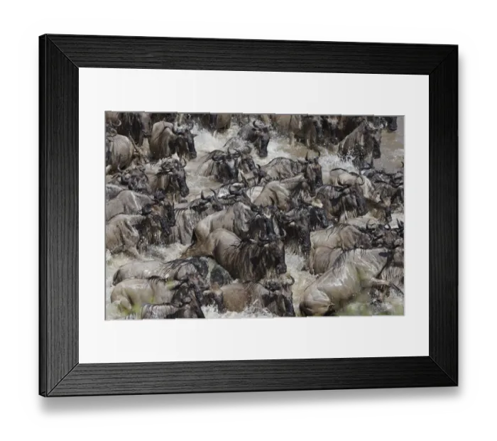 Framed Print : Wildebeest (Connochaetes taurinus) migration, herd crossing the Mara river, Masai-Mara Game Reserve Framed Print : Wildebeest (Connochaetes taurinus) migration, herd crossing the Mara river, Masai-Mara Game Reserve