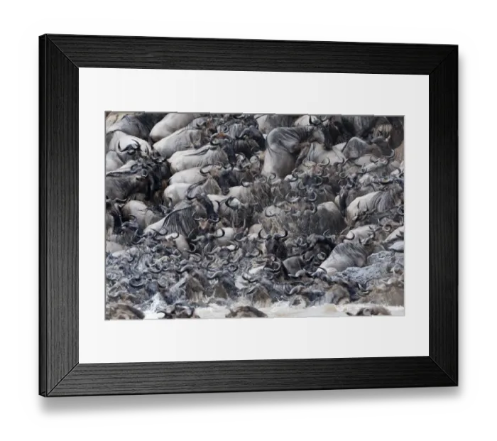 Framed Print : Wildebeest (Connochaetes taurinus) crossing the Mara river, Masai-Mara Game Reserve Framed Print : Wildebeest (Connochaetes taurinus) crossing the Mara river, Masai-Mara Game Reserve