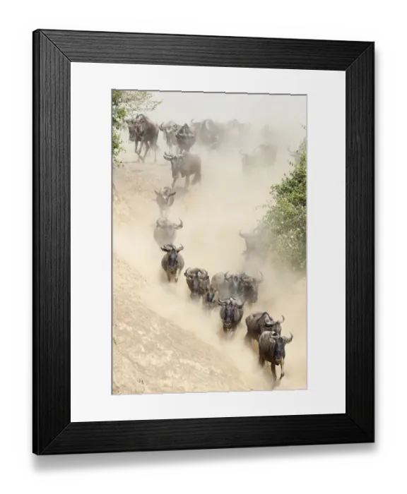 Framed Print : Wildebeest (Connchaetes taurinus) running down bank of the Mara River during migration Framed Print : Wildebeest (Connchaetes taurinus) running down bank of the Mara River during migration