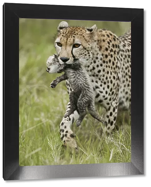 Cheetah (Acinonyx jubatus) mother carrying its cub aged 4 to 5 weeks, Masai-Mara Game Reserve