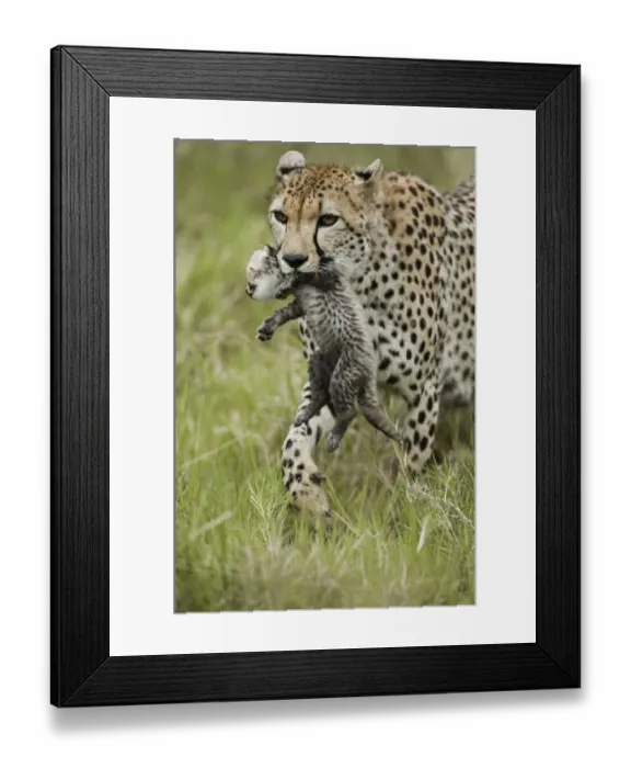 Framed Print : Cheetah (Acinonyx jubatus) mother carrying its cub aged 4 to 5 weeks, Masai-Mara Game Reserve