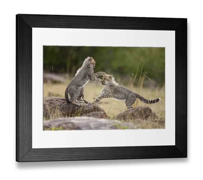 Framed Print : Cheetah (Acinonyx jubatus) cubs playing, Masai-Mara Game Reserve, Kenya. Vulnerable species Framed Print : Cheetah (Acinonyx jubatus) cubs playing, Masai-Mara Game Reserve, Kenya. Vulnerable species