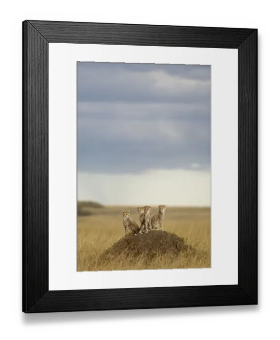 Framed Print : Cheetah (Acinonyx jubatus) cubs 4 months, Masai-Mara Game Reserve, Kenya. Vulnerable species Framed Print : Cheetah (Acinonyx jubatus) cubs 4 months, Masai-Mara Game Reserve, Kenya. Vulnerable species