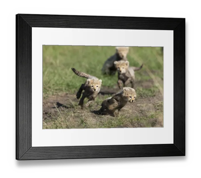 Framed Print : Cheetah (Acinonyx jubatus) cubs aged 6 / 7 weeks old playing, Masai-Mara Game Reserve, Kenya Framed Print : Cheetah (Acinonyx jubatus) cubs aged 6 / 7 weeks old playing, Masai-Mara Game Reserve, Kenya