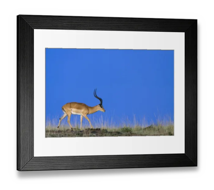 Framed Print : Impala (Aepyceros melampus) male, Masai-Mara Game Reserve, Kenya