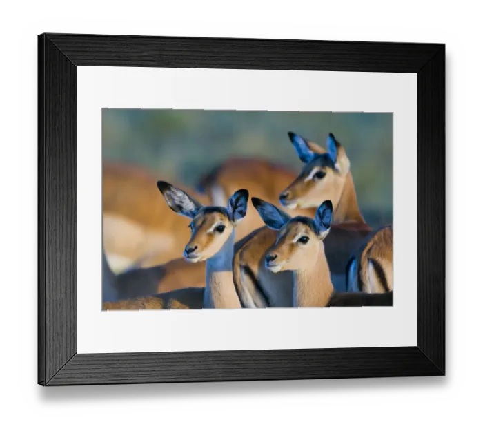 Framed Print : Impala (Aepyceros melampus) female and calves, Masai-Mara Game Reserve, Kenya Framed Print : Impala (Aepyceros melampus) female and calves, Masai-Mara Game Reserve, Kenya
