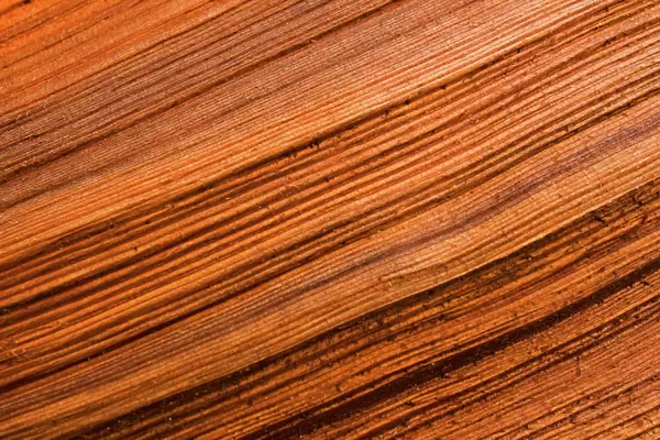 Western red cedar tree (Thuja plicata) detail of bark, The Big Tree Trail, Meares Island