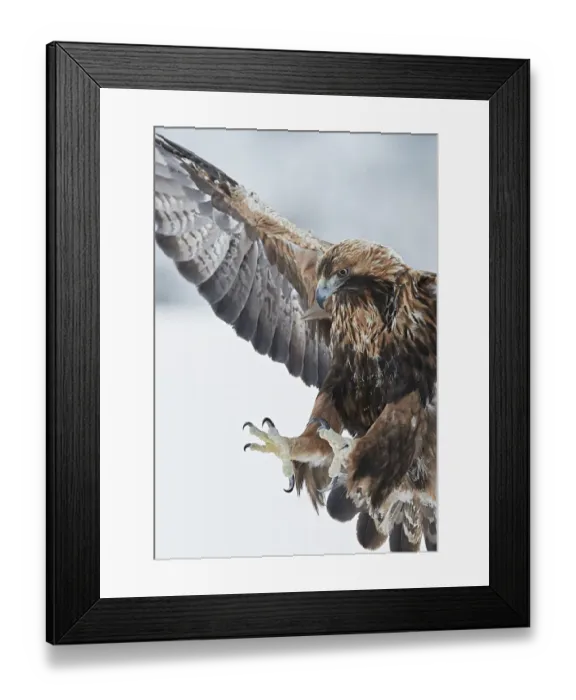 Framed Print : Golden eagle (Aquila chrysaetus) landing, Kuusamo, Finland, January Framed Print : Golden eagle (Aquila chrysaetus) landing, Kuusamo, Finland, January