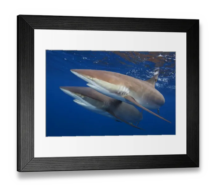 Framed Print : Silky shark (Carcharhinus falciformis) two swimming together, Jardines de la Reina Framed Print : Silky shark (Carcharhinus falciformis) two swimming together, Jardines de la Reina