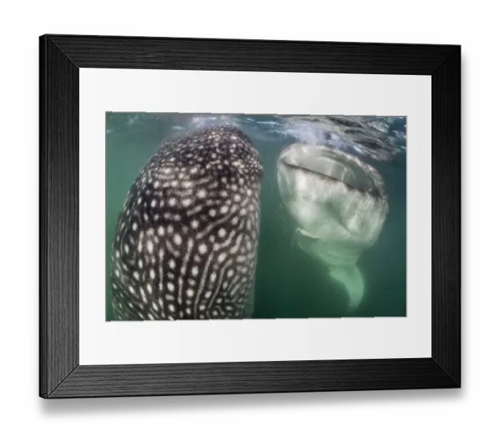 Framed Print : Whale sharks (Rhincodon typus) bottle feeding, by floating stationary Framed Print : Whale sharks (Rhincodon typus) bottle feeding, by floating stationary