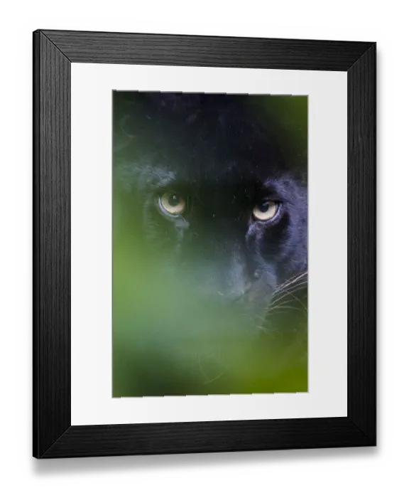 Framed Print : RF - Black panther / melanistic Leopard (Panthera pardus) peering through leaves, captive Framed Print : RF - Black panther / melanistic Leopard (Panthera pardus) peering through leaves, captive