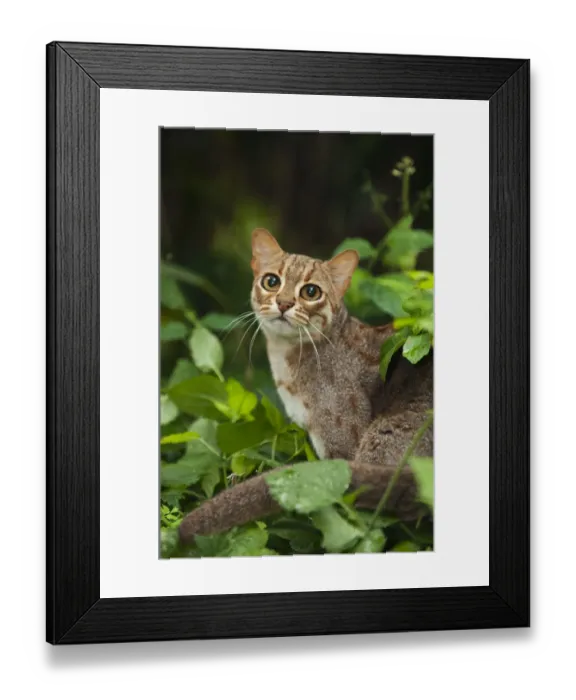 Framed Print : Rusty-spotted cat (Prionailurus rubininosus phillipsi) captive, occurs in Sri Lanka Framed Print : Rusty-spotted cat (Prionailurus rubininosus phillipsi) captive, occurs in Sri Lanka