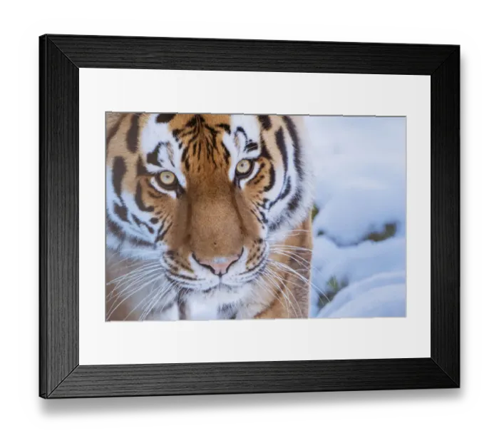 Framed Print : RF - Siberian tiger (Panthera tigris altaica) in snow, captive Framed Print : RF - Siberian tiger (Panthera tigris altaica) in snow, captive