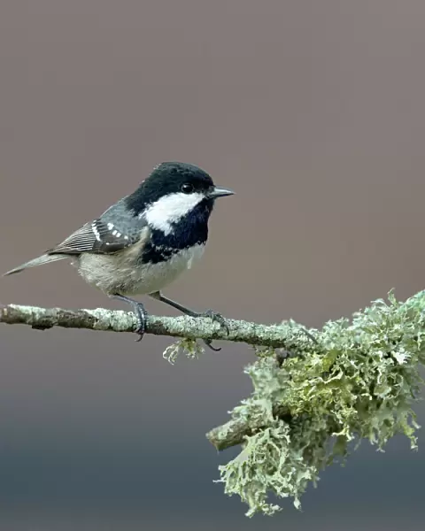 Coal tit (Periparus ater) on a branch with lichen, Vendee, France, December