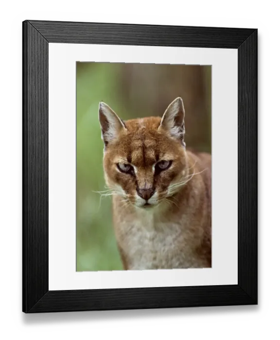Framed Print : African golden cat (Profelis aurata) female, captive, occurs in West and central Africa Framed Print : African golden cat (Profelis aurata) female, captive, occurs in West and central Africa
