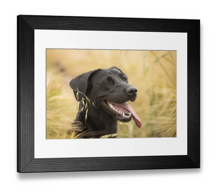 Framed Print : Black Labrador retriever portrait in barley field, Wiltshire, UK Framed Print : Black Labrador retriever portrait in barley field, Wiltshire, UK